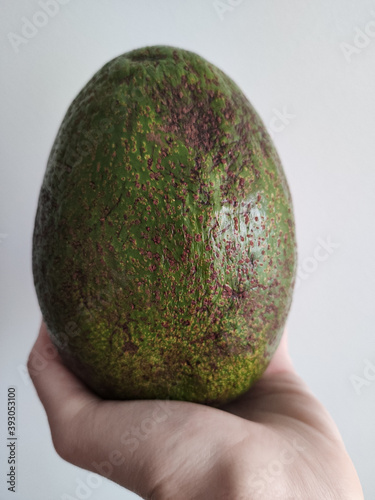 Huge avocado in a hand