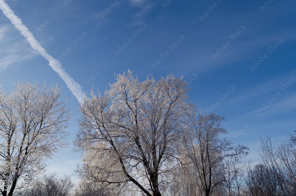 maple trees on a frosty November morning maple trees on a frosty November morning