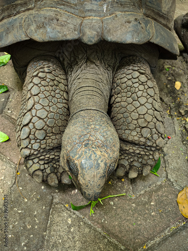 Cute giant tortoise