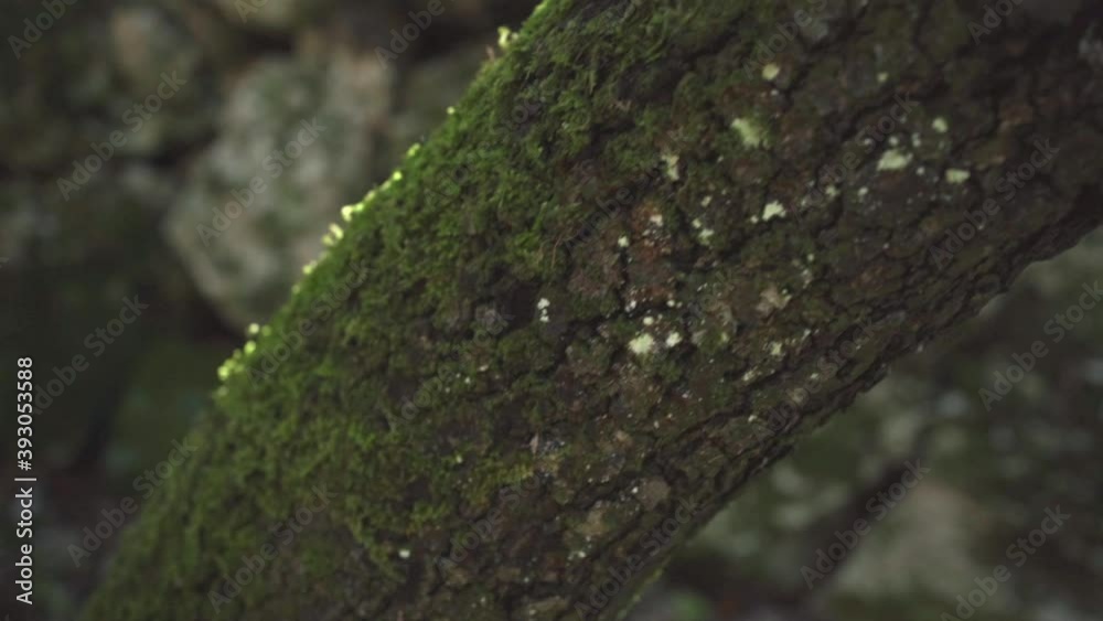 tree trunk full of moss in the forest tree trunk full of moss in the forest
