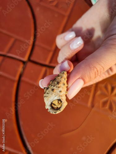 seashell with small hermit crab in hand