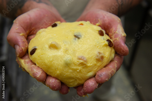 the dough for preparation of the typical Italian Christmas sweet panettone and easter Colomba cake in the hands of the pastry chef