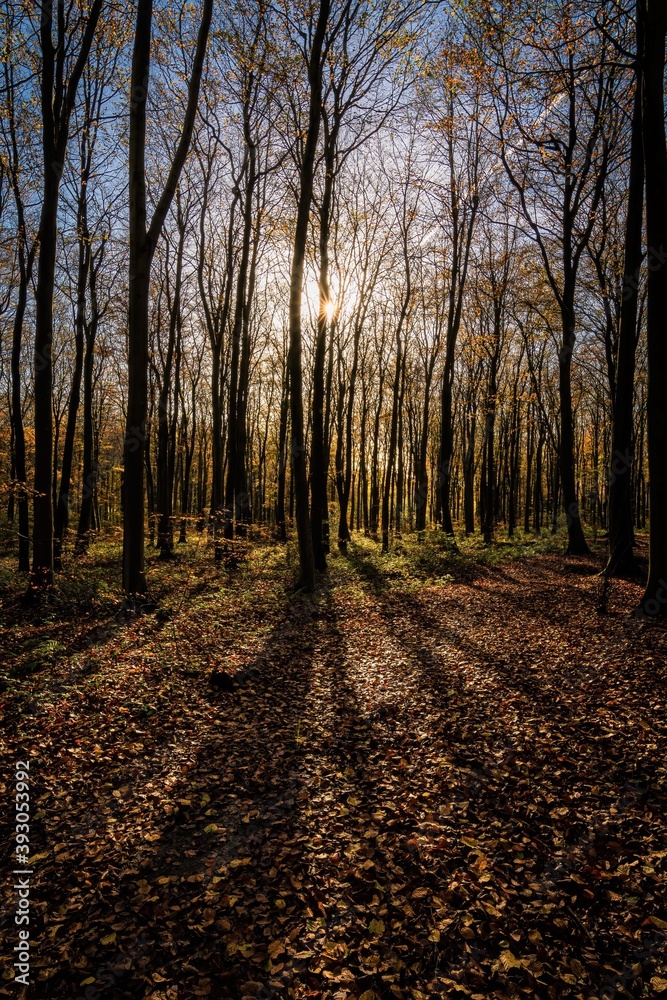 Fototapeta premium shinrin yoku