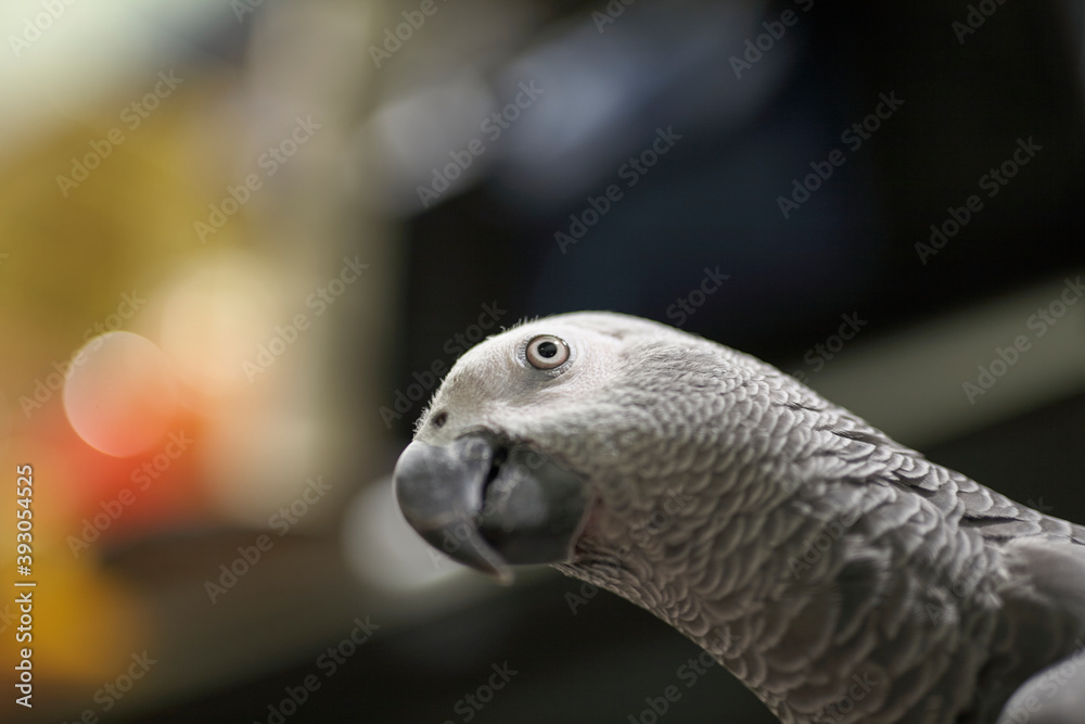 Fototapeta premium Beautiful gray parrot . Close up