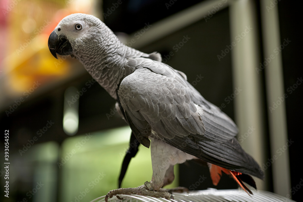 Obraz premium Beautiful gray parrot . Close up