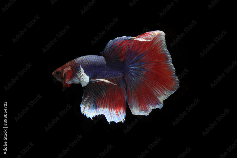 Small Beautiful Blue and Red Betta fish, at Black background
