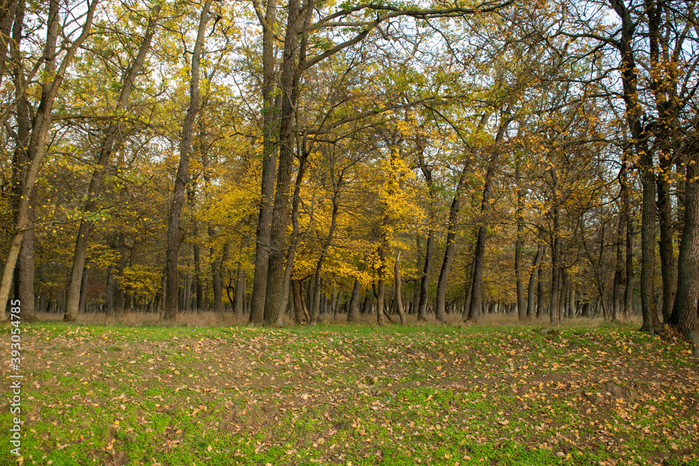 Sunset in the autumn plain forest