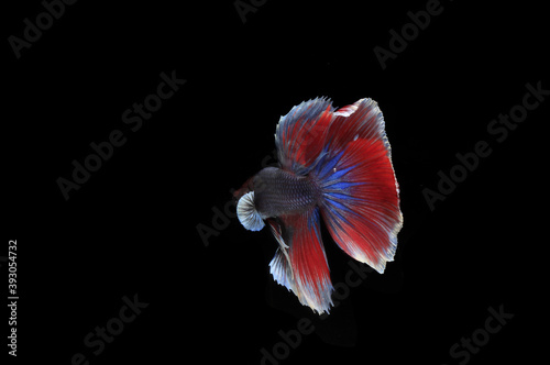 Small Beautiful Blue and Red Betta fish, at Black background 