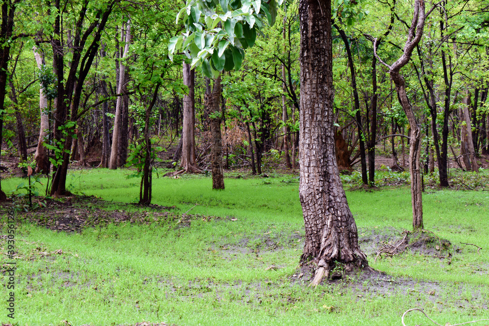 Beautiful tall trees trunk in the forest. Beautiful tall trees trunk in the forest.