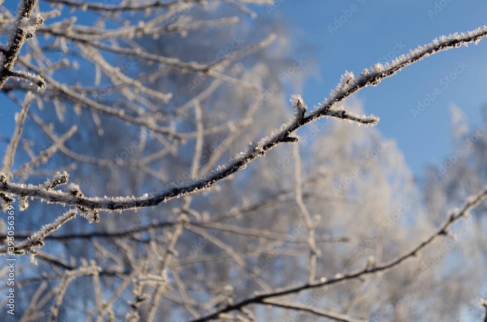 branches of an apple tree covered with frost