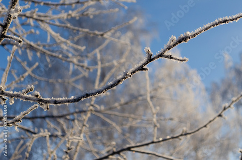 branches of an apple tree covered with frost © Никита Богачев