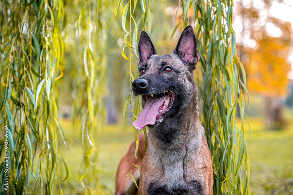 Active healthy happy dog of belgian shepherd malinois dog breed in autumn fall park full of leaves. Colorful autumn season.