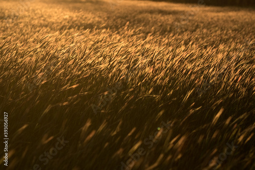 Grainfield at sunset with the sun behind it photo