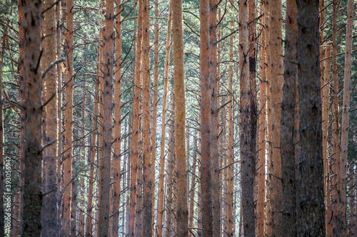 Pine forest. pine trunks on a summer day