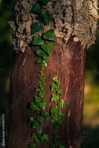 Cork oak, Llers village, Alt Empordà region, Girona Province, Catalonia, Spain photo