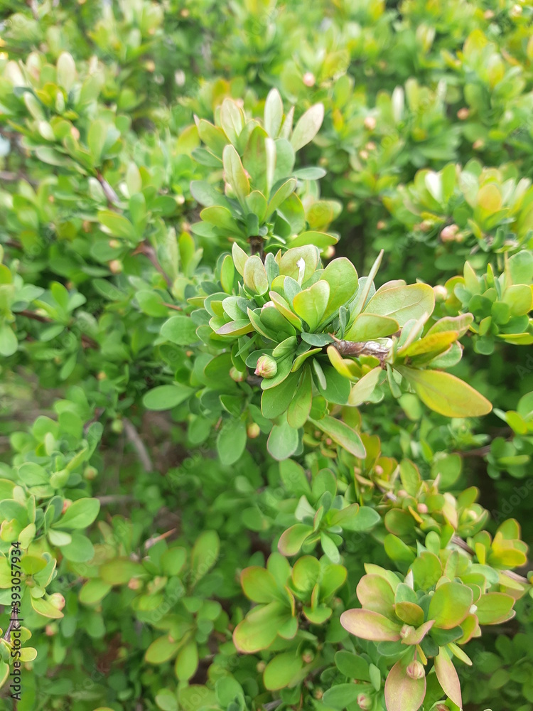 Obraz premium green plant