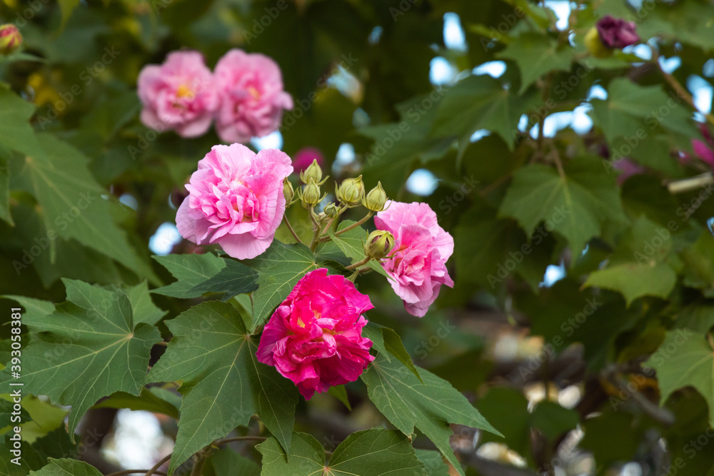 Pink and Red Confederate Rose Flower ( hibiscus mutabilis), Surrounded by green leaves. Pink and Red Confederate Rose Flower ( hibiscus mutabilis), Surrounded by green leaves.