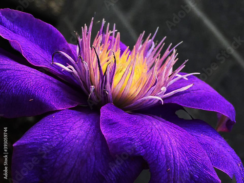 flower, purple, nature, plant, spring, pink, garden, blossom, flora, petal, green, macro, bloom, blue, beautiful, beauty, summer, flowers, white, violet, floral, closeup, crocus, orchid, color #393059744