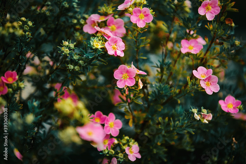 On a bush with small dark leaves, beautiful pink delicate flowers of cinquefoil bloom and buds grow in the summer.