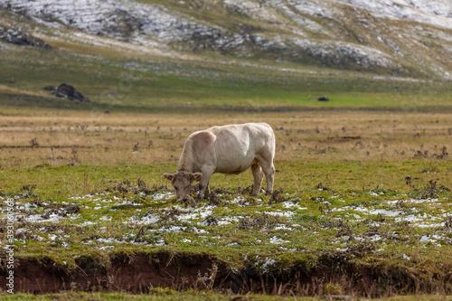 A cow eating grass in the pastures of Aguas Tuertas valley, close to Hecho and Anso region, Huesca province, Spain. Aragonese Pyrenees. photo