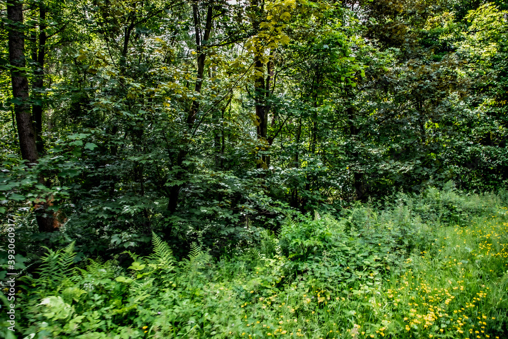 Fototapeta premium Nature Reserve Country Park