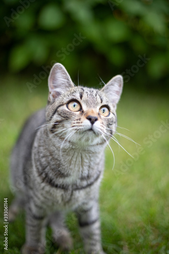Small striped young cat sits on pttyik