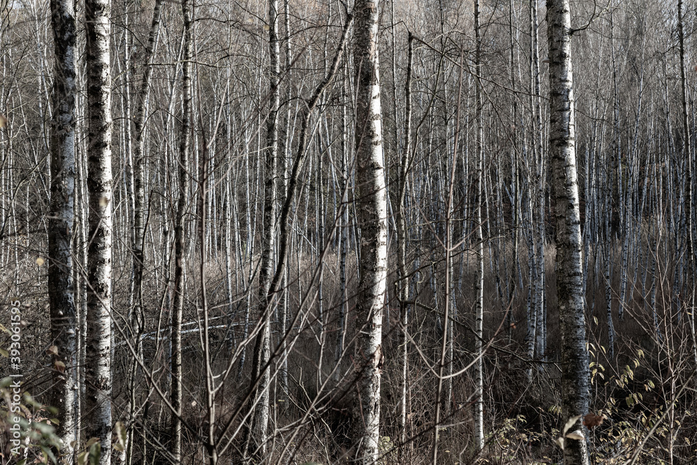Obraz premium Mystischer Birkenwald im Sumpf Gebiet