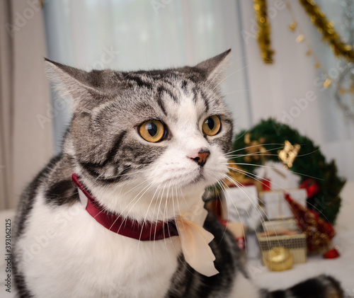 Fototapeta Naklejka Na Ścianę i Meble -  Cute tabby cat with Christmas ornaments on white bed in bedroom interior