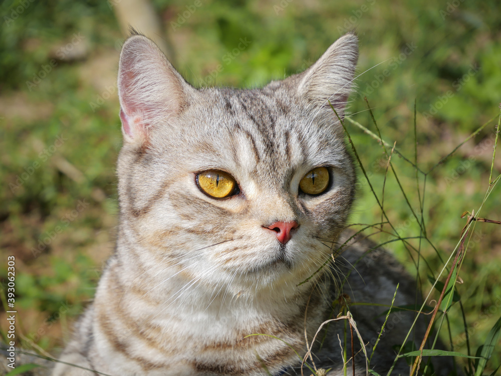Lovely cute ginger cat with beautiful yellow eyes elaxing in morning green garden Lovely cute ginger cat with beautiful yellow eyes elaxing in morning green garden