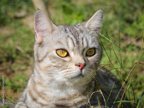Lovely cute ginger  cat with  beautiful yellow eyes  elaxing in  morning green garden