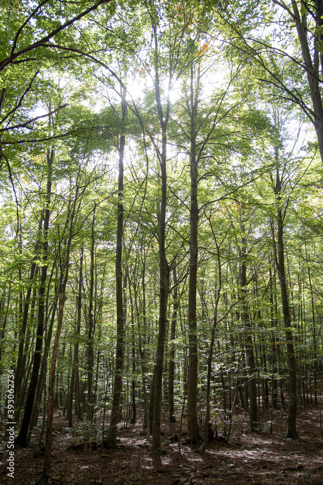 Beech forest. Beech forest.