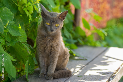 Beautiful alien young cat with tellow eyes sitting lonely on a wooden bench at summer season photo