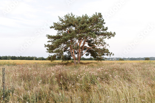 Lonely picturesque huge pine tree on the meadow