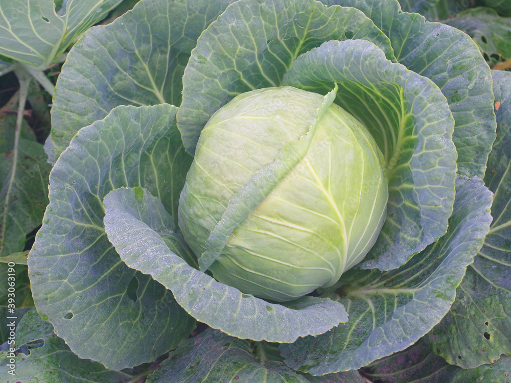 Obraz premium Cabbage leaves close-up.