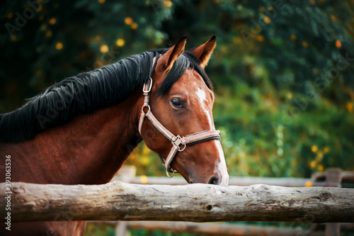 A beautiful bay horse with a dark mane and a halter on its muzzle stands in a paddock with a wooden fence on a summer day against a background of trees with dark green foliage.