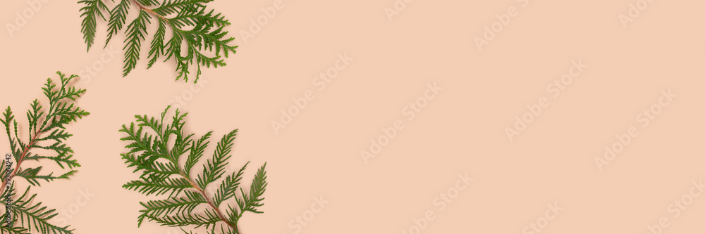 Banner with coniferous branches on a beige background with copy space. Nature composition with copy space.