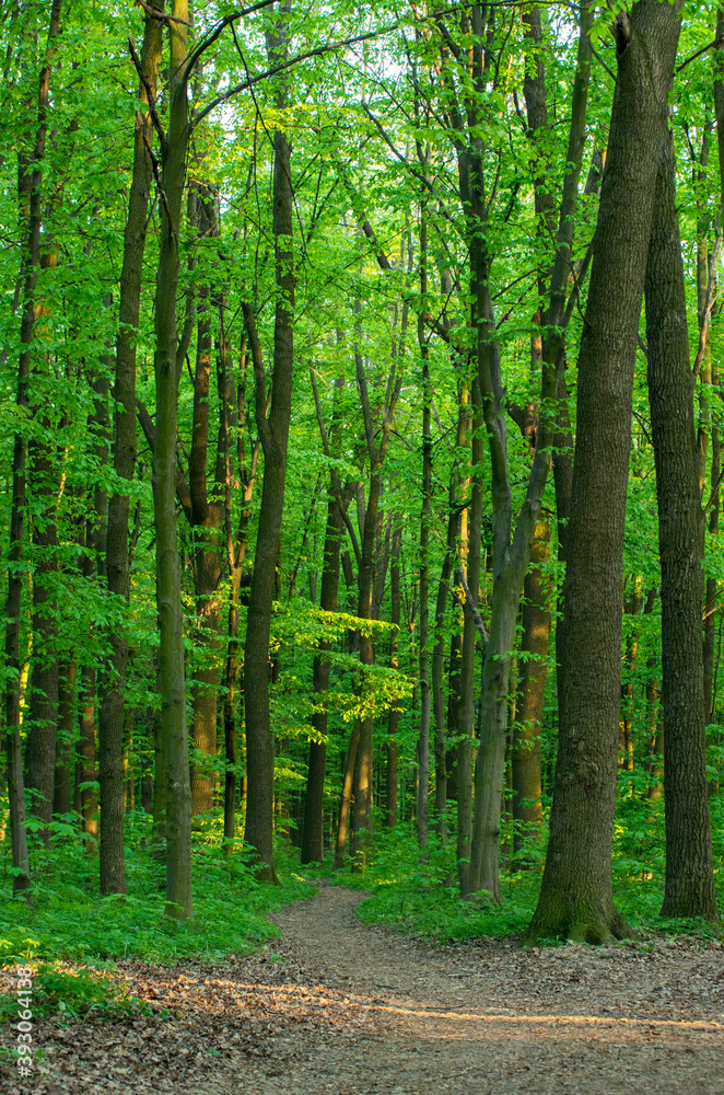Sunlight in the green forest, spring time Sunlight in the green forest, spring time