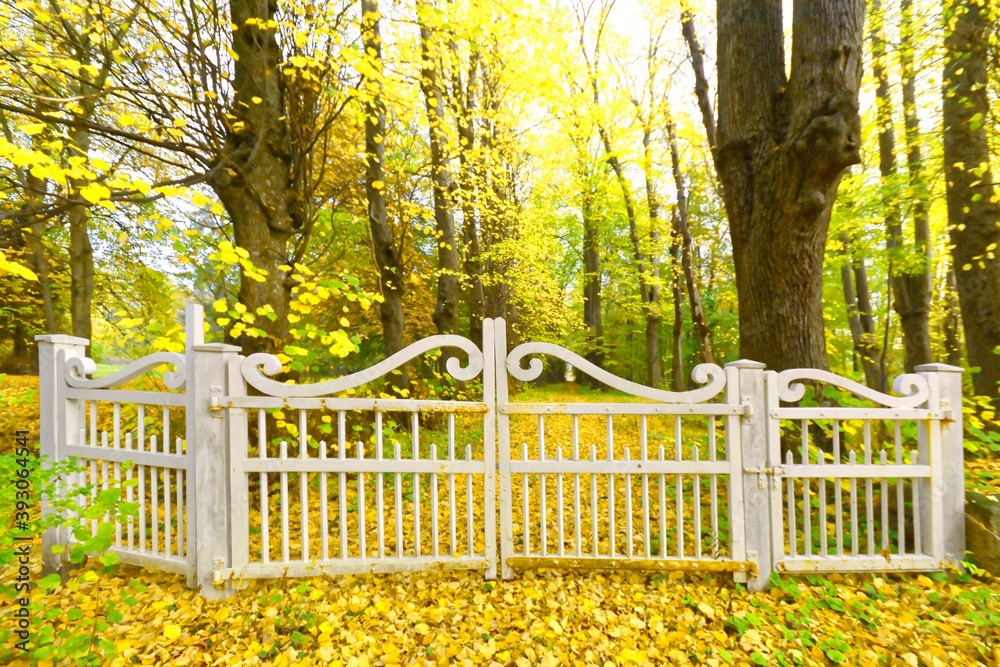 Herbstwald Herbstwald