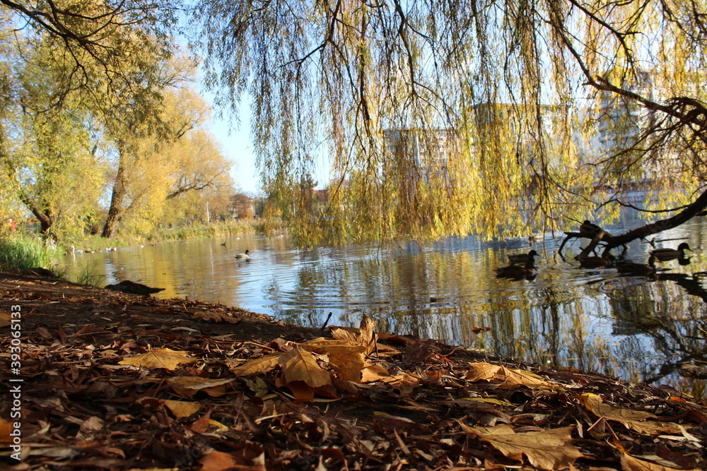 Obraz premium autumn in the park