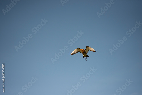 Black-winged Stilt in flight at Hamala , Bahrain