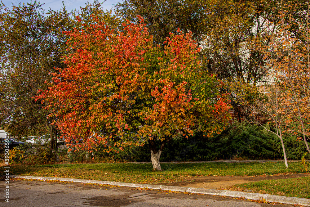 Naklejka premium Осень