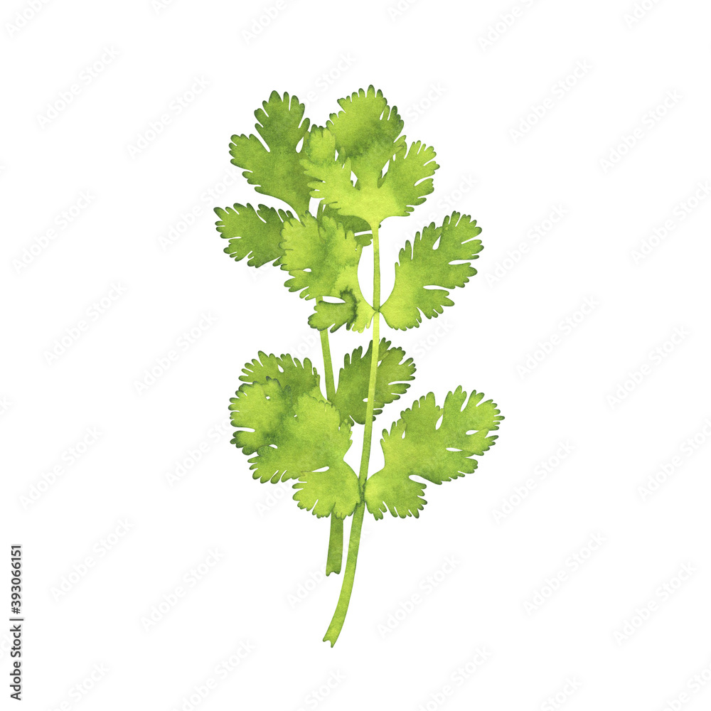 Fototapeta premium Isolated watercolor cilantro herb on white background