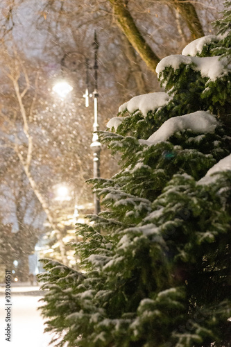 First snow, silence in the park