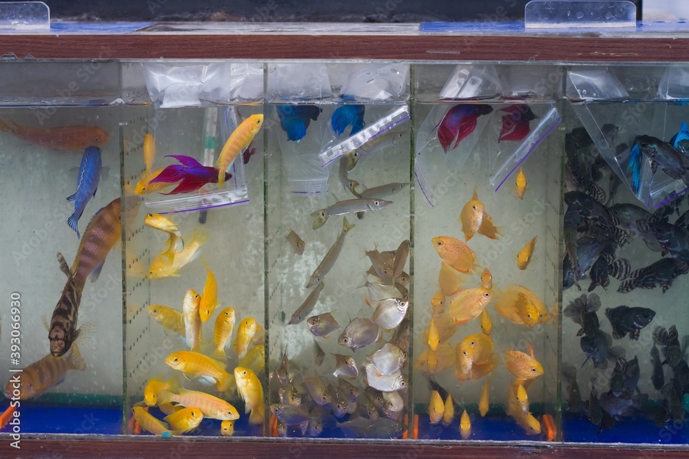 Lake Malawi cichlids, betta, metynnis on sale in commercial aquarium stand, popular wild species and artificial aqua trade breeds of ornamental fish sold on aquarium market