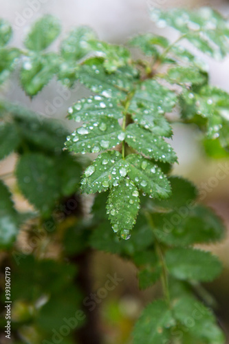 Young green leaves on a branch after rain on a blurry background. Seasons. © Anna
