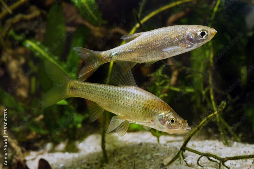 stone moroko or topmouth gudgeon and juvenile common roach, omnivore freshwater fishes in planted biotope design aquarium, endemic and highly adaptable invasive species in European river