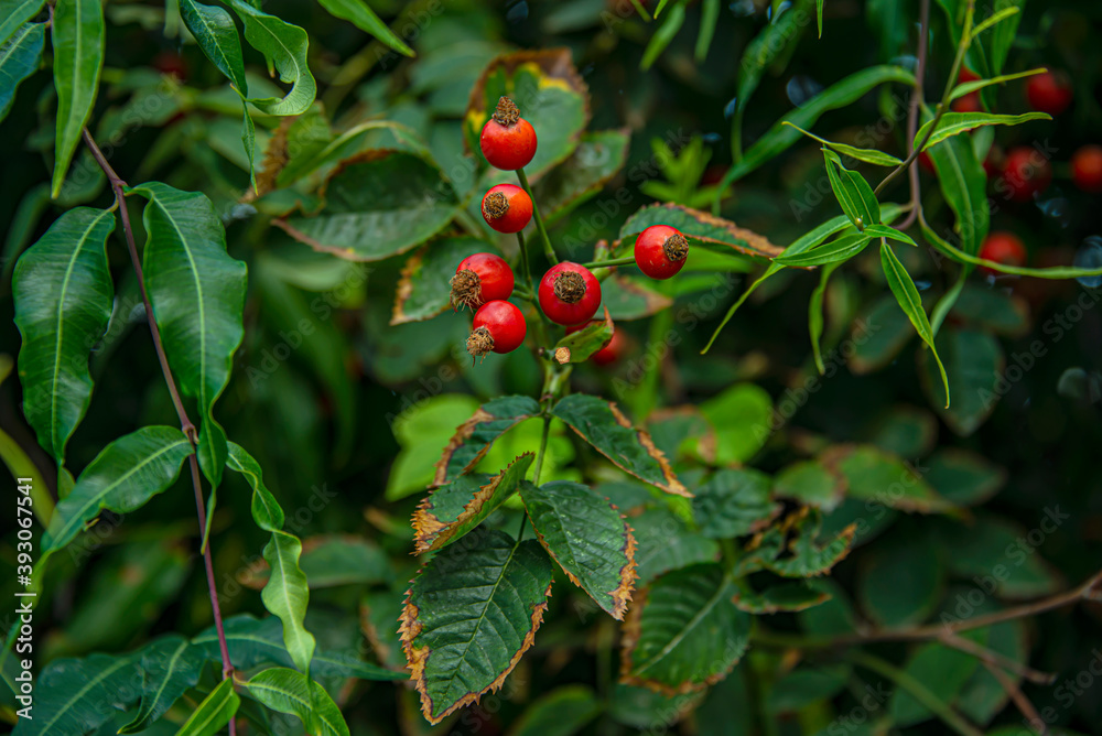 Fototapeta premium Шиповник