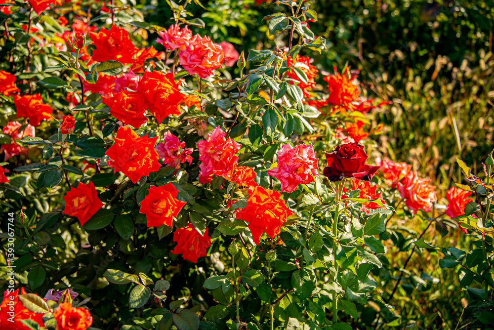 Obraz premium Розы