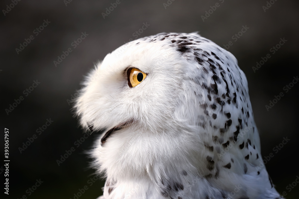 The snowy owl (Bubo scandiacus) is a large, white bird of the true owl family. It is sometimes also referred to, more infrequently, as the polar owl, white owl and the Arctic owl.