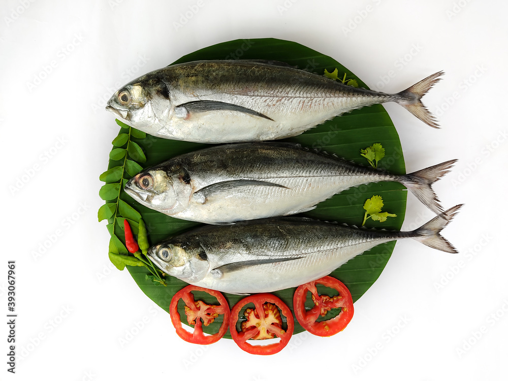 Close up view of fresh Finletted Mackerel Fish/ Torpedo Scad Fish decorated with curry leaves , tomato,lemon slice and herbs on a white Background.Selective Focus. Close up view of fresh Finletted Mackerel Fish/ Torpedo Scad Fish decorated with curry leaves , tomato,lemon slice and herbs on a white Background.Selective Focus.